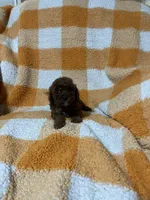 Samantha , a female Cavapoo for sale in Sevierville, TN – 4 of 5