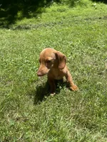 Oscar , a male Miniature Dachshund for sale in Sevierville, TN – 3 of 7