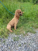 Red, a male Poodle - Miniature  for sale in Sevierville, TN – 7 of 9