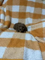 Saul, a male Cavapoo for sale in Sevierville, TN – 4 of 5
