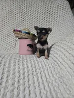 Taylor, a female Chihuahua for sale in Sevierville, TN – Photo 5 of 10