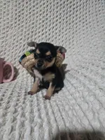 Taylor, a female Chihuahua for sale in Sevierville, TN – Photo 8 of 10