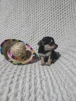 Taylor, a female Chihuahua for sale in Sevierville, TN – Photo 3 of 10