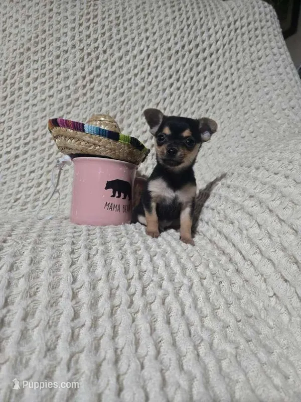 Taylor – Chihuahua puppy for sale in Sevierville, TN