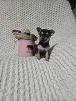Taylor, a female Chihuahua for sale in Sevierville, TN – Photo 1 of 10