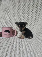 Taylor, a female Chihuahua for sale in Sevierville, TN – Photo 7 of 10