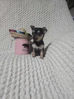 Taylor, a female Chihuahua for sale in Sevierville, TN – Photo 2 of 10