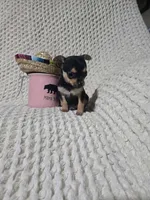 Taylor, a female Chihuahua for sale in Sevierville, TN – Photo 10 of 10