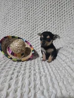Taylor, a female Chihuahua for sale in Sevierville, TN – Photo 4 of 10