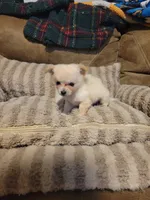 Oliver , a male Chihuahua for sale in Sevierville, TN – 8 of 8