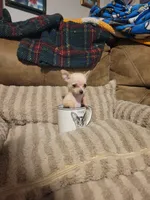 Otitis , a male Chihuahua for sale in Sevierville, TN – 9 of 9