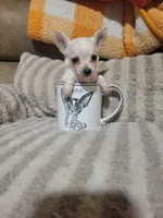 Peter, a male Chihuahua for sale in Sevierville, TN – 2 of 10