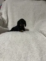 Pacco, a male Miniature Dachshund for sale in Sevierville, TN – 7 of 7