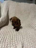 Dan, a male Miniature Dachshund for sale in Sevierville, TN – 3 of 4