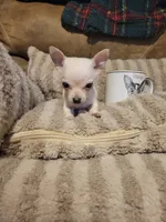 Oscar, a male Chihuahua for sale in Sevierville, TN – 8 of 9