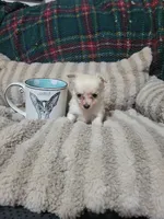 Timothy , a male Chihuahua for sale in Sevierville, TN – 7 of 8