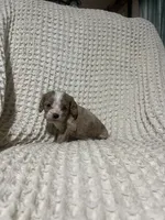 Eric, a male Cockapoo for sale in Sevierville, TN – 4 of 4