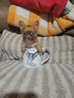 Peanut, a male Chihuahua for sale in Sevierville, TN – 7 of 10