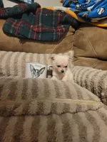Oliver , a male Chihuahua for sale in Sevierville, TN – 4 of 8