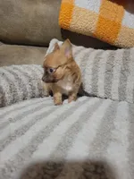Peanut, a male Chihuahua for sale in Sevierville, TN – 2 of 10