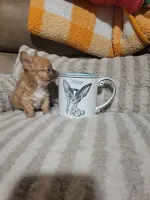Peanut, a male Chihuahua for sale in Sevierville, TN – 10 of 10