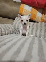 Peter, a male Chihuahua for sale in Sevierville, TN – 9 of 10