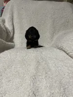 Pacco, a male Miniature Dachshund for sale in Sevierville, TN – 6 of 7