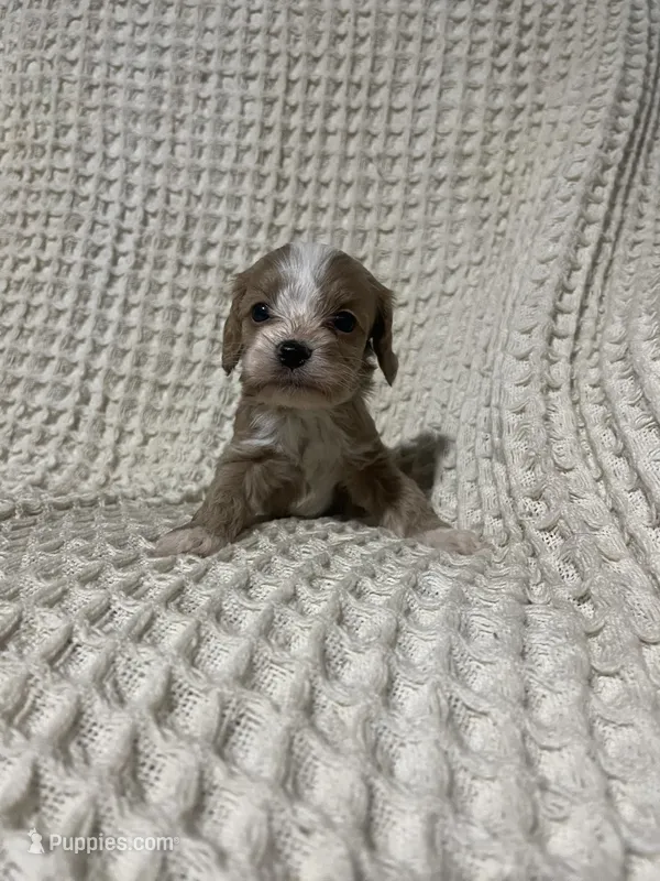 Eric – Cockapoo puppy for sale in Sevierville, TN