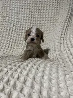 Eric, a male Cockapoo for sale in Sevierville, TN – 1 of 4