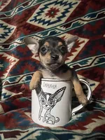 Daisy , a female Chihuahua for sale in Sevierville, TN – 2 of 8