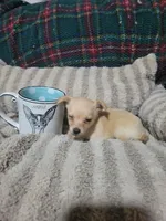 Tommy, a male Chihuahua for sale in Sevierville, TN – 2 of 6