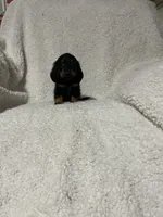 Pacco, a male Miniature Dachshund for sale in Sevierville, TN – 2 of 7