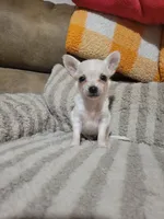 Peter, a male Chihuahua for sale in Sevierville, TN – 7 of 10