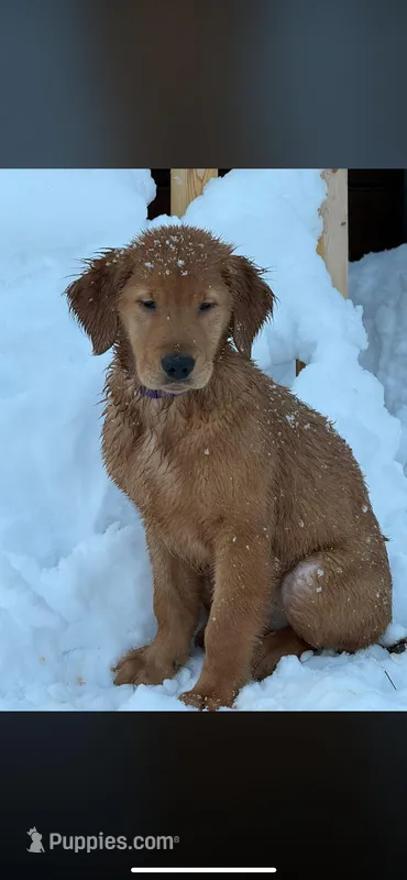 Sunny, a female Golden Retriever for sale in Teaneck, NJ – Photo 1 of 1
