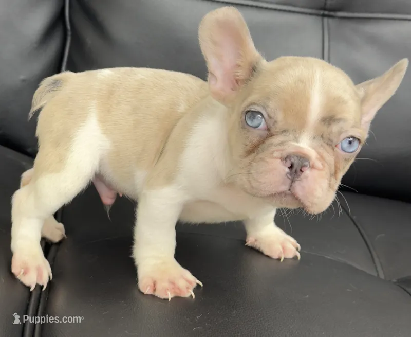 Ace – French Bulldog puppy for sale in Dallas, TX
