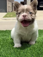 Harley , a female French Bulldog for sale in Dallas, TX – 3 of 4