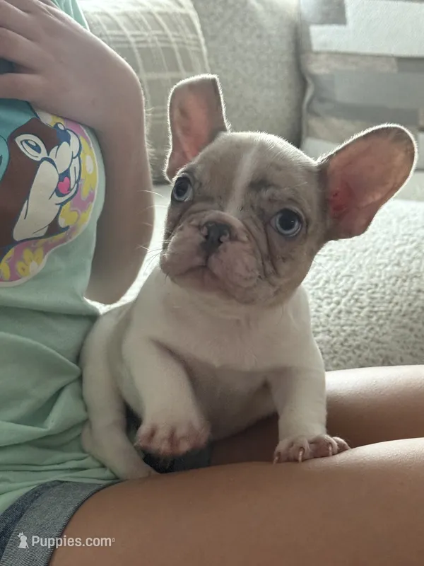 Ace – French Bulldog puppy for sale in Dallas, TX