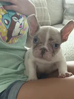 Ace, a male French Bulldog for sale in Dallas, TX – 3 of 4