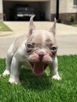 Ace, a male French Bulldog for sale in Dallas, TX – 4 of 4