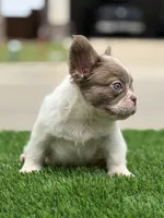 Harley , a female French Bulldog for sale in Dallas, TX – 4 of 4