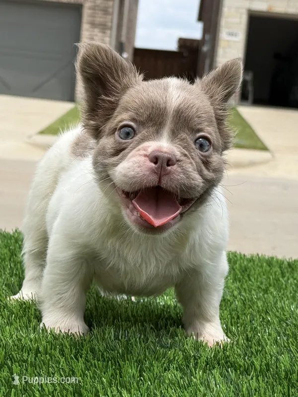 Harley  – French Bulldog puppy for sale in Dallas, TX