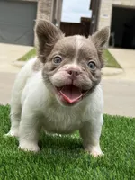 Harley , a female French Bulldog for sale in Dallas, TX – 1 of 4