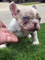 Ace, a male French Bulldog for sale in Dallas, TX – 2 of 4
