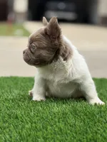 Harley , a female French Bulldog for sale in Dallas, TX – 2 of 4