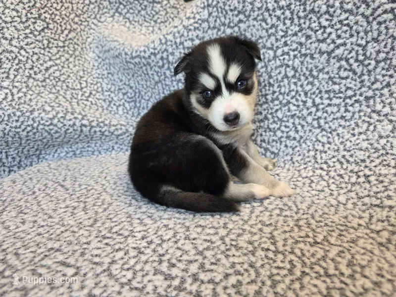 Maya – Alaskan Klee Kai, Pomsky puppy for sale in Woodville, AL