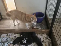 Willow, a female Alaskan Klee Kai and Pomsky for sale in Woodville, AL – 6 of 7