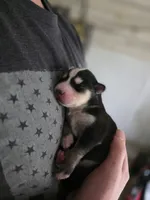 Maya, a female Alaskan Klee Kai and Pomsky for sale in Woodville, AL – 3 of 5