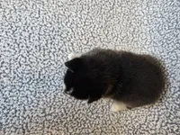 Willow, a female Alaskan Klee Kai and Pomsky for sale in Woodville, AL – 6 of 8