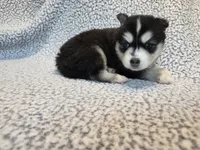 Nala, a female Alaskan Klee Kai and Pomsky for sale in Woodville, AL – 3 of 7