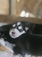 Willow, a female Alaskan Klee Kai and Pomsky for sale in Woodville, AL – 4 of 7